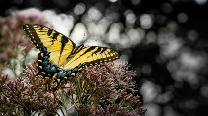 The Eastern Tiger Swallowtail butterfly feeding on the nectar of Joe Pye Weed with bokeh light background. © mailcaroline