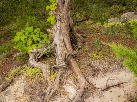 Gnarled cedar tree roots spreading over sandy soil and rock ground in a forest