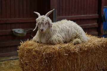 White horned rams sitting on hay at the farm © GrantSmithCamera