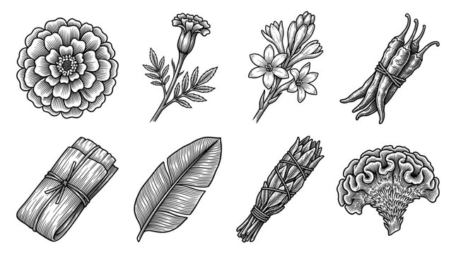 Vintage Engraved Mexican Botanical and Cultural Icon Set Isolated