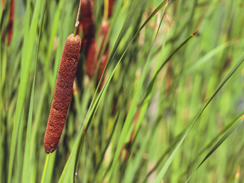 Cattails environment background banner with copy space. Helpful plants in wetland ecosystems.