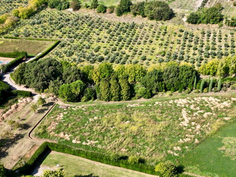 Aerial top view of olive grove plantation and green hedges in Italy for background