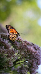 A Monarch butterfly (Danaus plexippus) perched on a Joe-Pye weed plant. Background banner with copy space. © mailcaroline