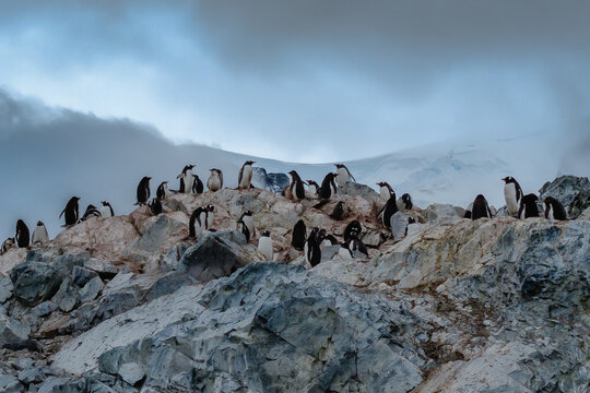 Colony of Gentoo penguins (Pygoscelis papua) gathered on rocky coast in Antarctica.
