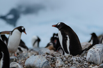 Fototapeta premium Colony of Gentoo penguins (Pygoscelis papua) gathered on rocky coast in Antarctica.