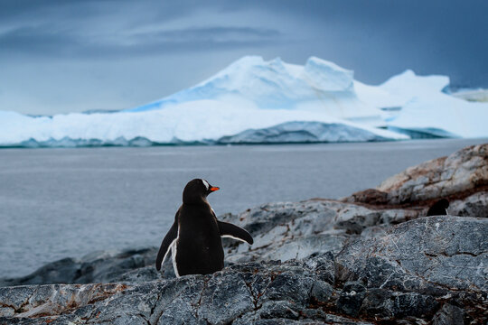 Colony of Gentoo penguins (Pygoscelis papua) gathered on rocky coast in Antarctica.