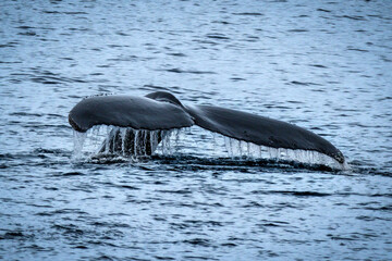 whale watching in Antarcka Action shot of a Humpback whale (Megaptera novaeangliae) lifting its tail fluke high above the water  © Erika Kogan