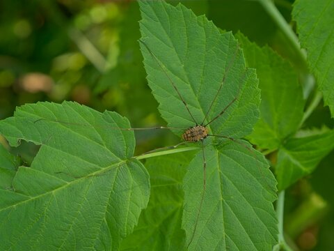 Macro shot of a harvestman or daddy longlegs spider resting on vibrant green leaves in a natural wildlife habitat