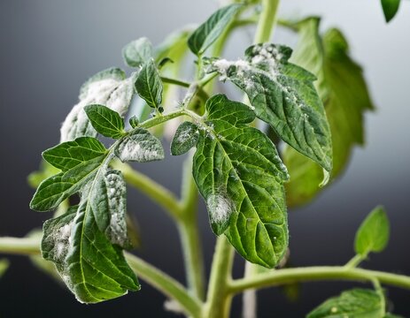tomato plant showing powdery mildew disease on leaves