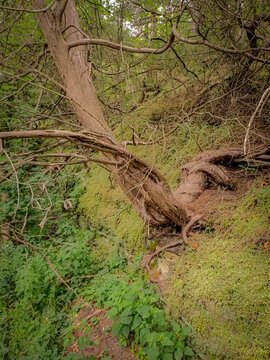 Gnarled tree trunk and tangled branches growing over a mossy bank and rocky hillside in a dense forest