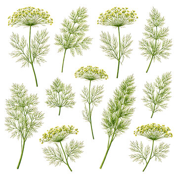 Fresh green dill herb plants isolated on white background. Organic culinary garnish and seasoning for healthy cooking and gourmet dishes.