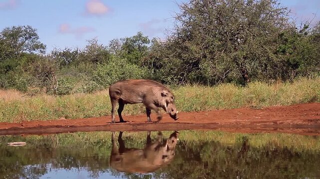 Two Common warthog walking along waterhole with reflection in greater Kruger National park, South Africa ; Specie Phacochoerus africanus family of Suidae