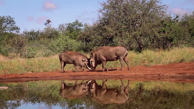 Two Common warthog fighting along waterhole with reflection in greater Kruger National park, South Africa ; Specie Phacochoerus africanus family of Suidae