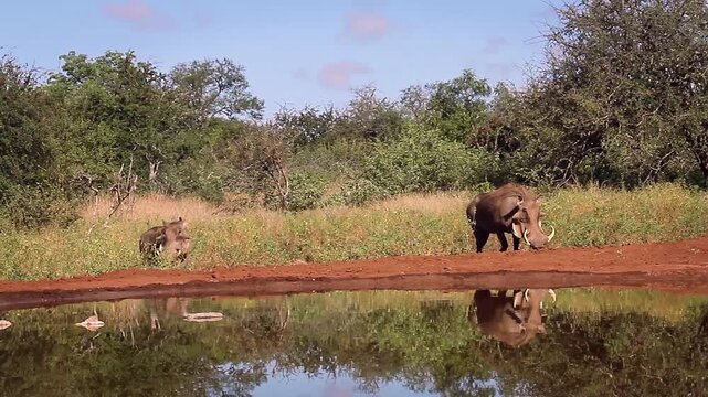 Big Common warthog male walking along waterhole with reflection in greater Kruger National park, South Africa ; Specie Phacochoerus africanus family of Suidae