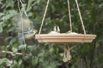 a great tit and a blue tit at a hanging birdbath © Carmen Hauser