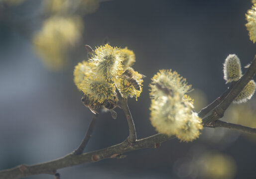 Honeybees on the catkins of a willow tree