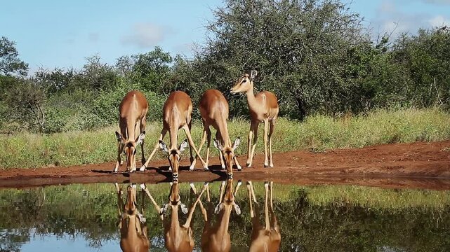 Four Common Impalas drinking front view in waterhole with reflection in Greater Kruger National park, South Africa ; Specie Aepyceros melampus family of Bovidae