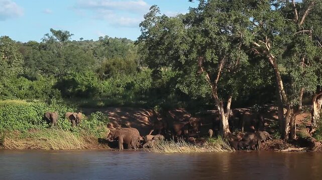 African bush elephant herd drinking and mud bathing in riverside scenery in Greater Kruger National park, South Africa ; Specie Loxodonta africana family of Elephantidae