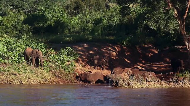 African bush elephant herd drinking and mud bathing in riverside scenery in Greater Kruger National park, South Africa ; Specie Loxodonta africana family of Elephantidae