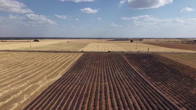 Aerial view of brihuega lavender and wheat fields in spain