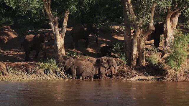 Small group of African bush elephants drinking and mud bathing in riverside scenery in Greater Kruger National park, South Africa ; Specie Loxodonta africana family of Elephantidae