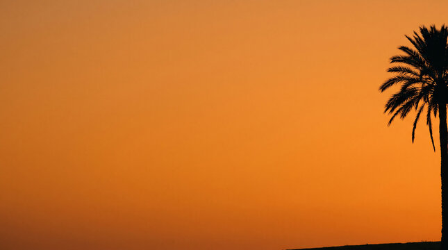 Stunning golden hour sunset with a solitary palm tree silhouette against a warm vibrant orange sky background