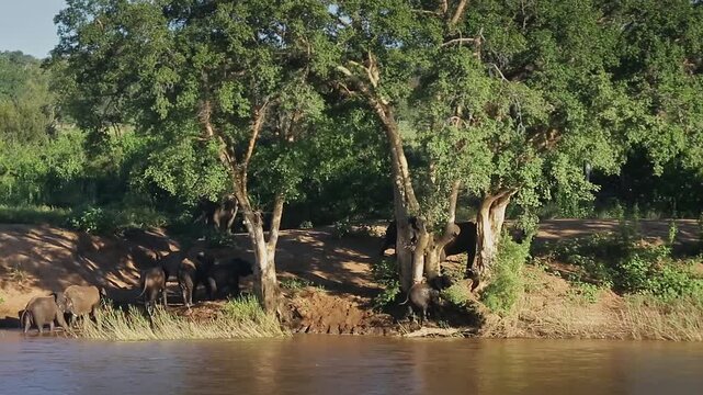 African bush elephant herd walking out of water in riverside scenery in Greater Kruger National park, South Africa ; Specie Loxodonta africana family of Elephantidae