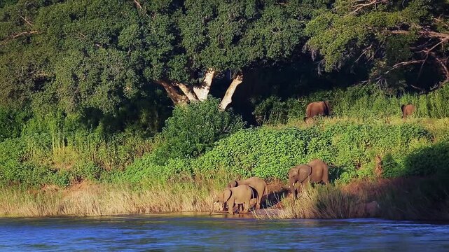 Small group of African bush elephants drinking in riverside lush scenery in Greater Kruger National park, South Africa ; Specie Loxodonta africana family of Elephantidae