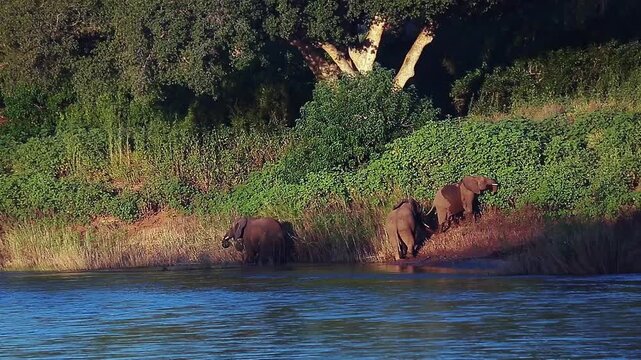 Three African bush elephants going out of water in riverside lush scenery in Greater Kruger National park, South Africa ; Specie Loxodonta africana family of Elephantidae