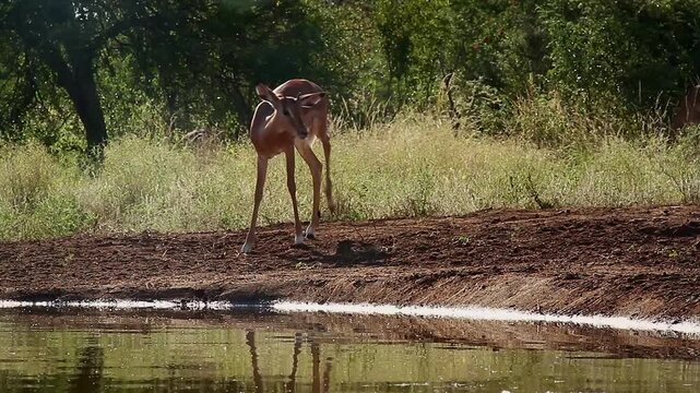 Two young Common Impalas walking and drinking backlit front view in waterhole in Greater Kruger National park, South Africa ; Specie Aepyceros melampus family of Bovidae