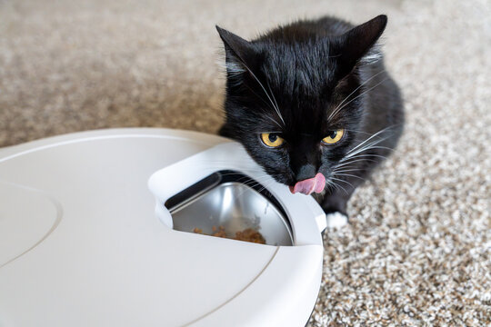 Black cat licking its lips beside an automatic pet feeder with food. Concept of smart pet care, pet nutrition, and scheduled feeding at home