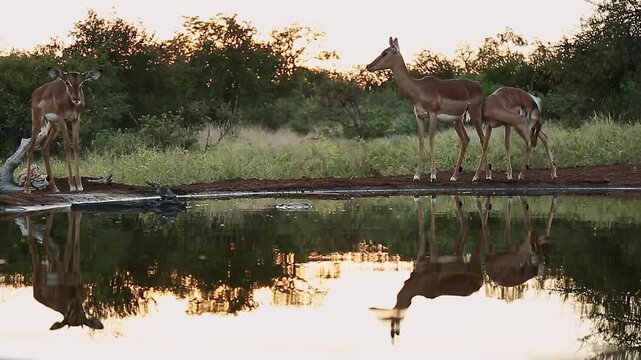 Three Common Impalas drinking backlit front view at sunset with reflection in waterhole in Greater Kruger National park, South Africa ; Specie Aepyceros melampus family of Bovidae