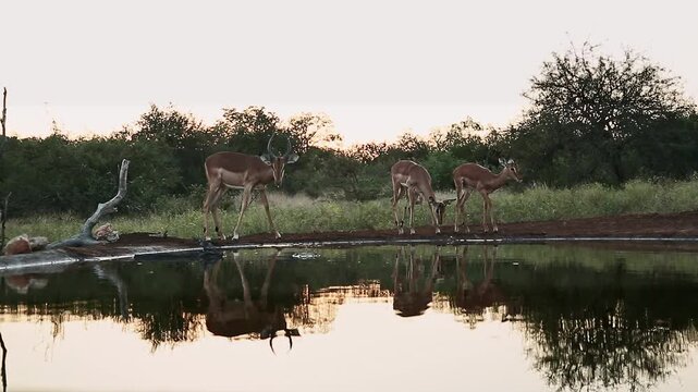 Three Common Impalas drinking backlit  at sunset with reflection in waterhole in Greater Kruger National park, South Africa ; Specie Aepyceros melampus family of Bovidae