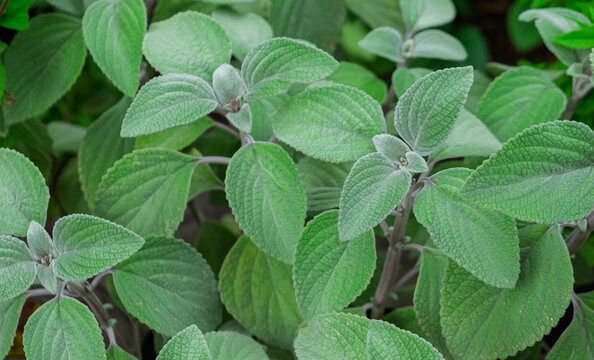 Plectranthus argentatus, auch bekannt als Silber-Harfenstrauch oder Silberweihrauch