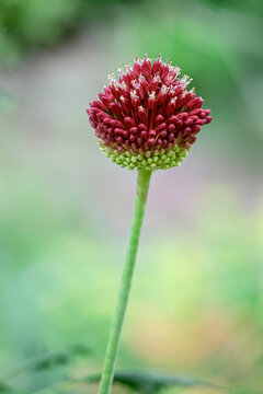  Kugelk&ouml;pfige Lauch (Allium sphaerocephalon)