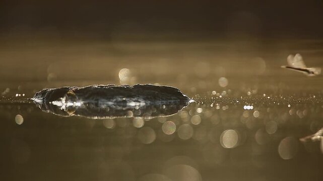 Dragonfly backlit flying at dawn on a rock in middle of water with reflection in Greater Kruger National park, South Africa