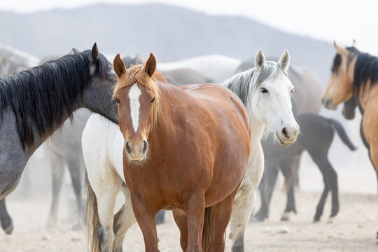 Wild Horses in the West Desert of Utah, Onaqui herd
