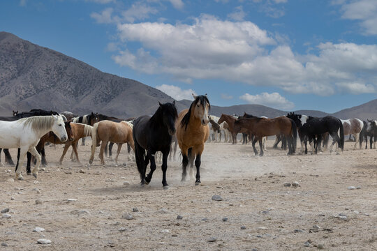 Wild Horses in the West Desert of Utah, Onaqui herd
