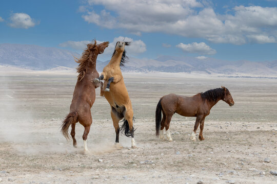 Wild Horses in the West Desert of Utah, Onaqui herd
