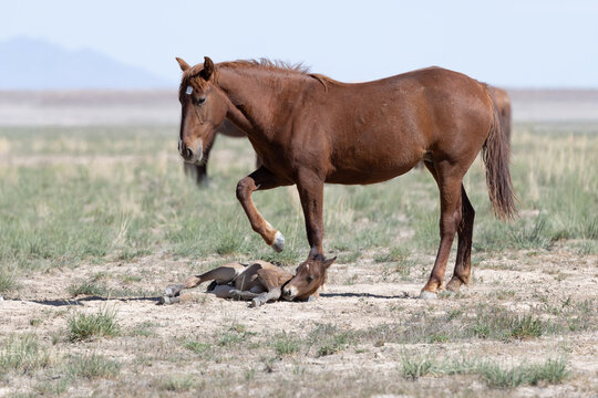 Wild Horses in the West Desert of Utahs, Onaqui herd