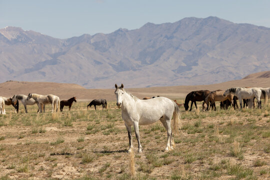 Wild Horses in the West Desert of Utah, Onaqui herd
