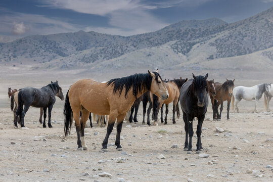 Wild Horses in the West Desert of Utah, Onaqui herd
