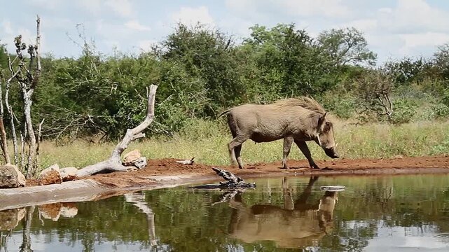 Common warthog male walking to waterhole to bath in greater Kruger National park, South Africa ; Specie Phacochoerus africanus family of Suidae