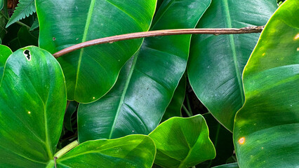 Lush Green Tropical Philodendron Leaves Background © Dohoy