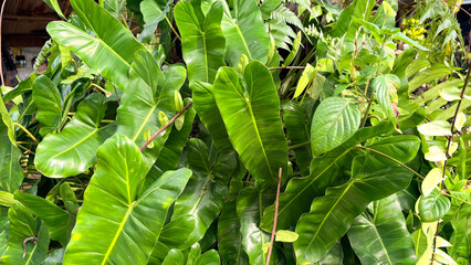 Lush Green Philodendron Burle Marx Leaves in Tropical Garden © Dohoy