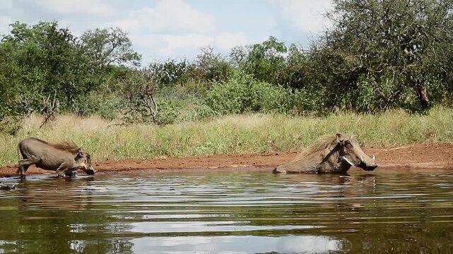 Common warthog family walking and bathing in waterhole in greater Kruger National park, South Africa ; Specie Phacochoerus africanus family of Suidae