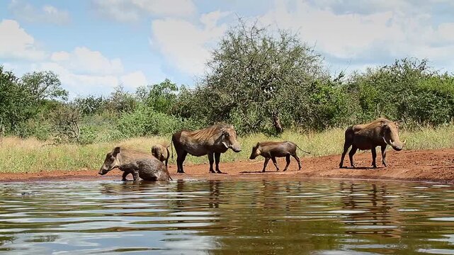 Common warthog family drinking and bathing in waterhole in greater Kruger National park, South Africa ; Specie Phacochoerus africanus family of Suidae