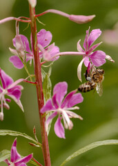 Biene sammelt Nektar auf einer lila Blüte im Wald © Miriam