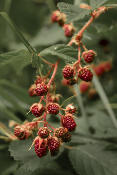 Ein Zweig mit unreifen Brombeeren im Sommer