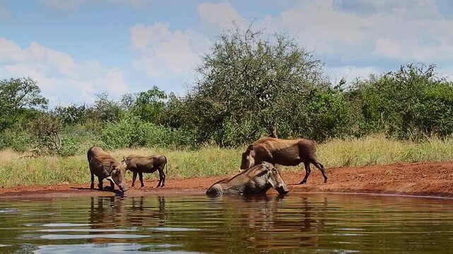 Common warthog family drinking and bathing in waterhole in greater Kruger National park, South Africa ; Specie Phacochoerus africanus family of Suidae